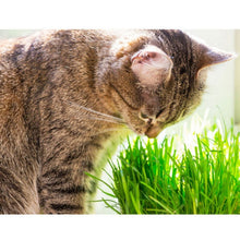 Load image into Gallery viewer, Non-toxic Edible Removal of Gastrointestinal Hair Ball Cat Grass Seeds for Pet Cat Supplement Vitamins Play
